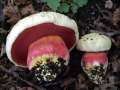 Rubroboletus&nbsp;satanas&nbsp;-&nbsp;Satansr�hrling&nbsp;-&nbsp;Weferlingen