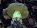 Butyriboletus&nbsp;fechtneri&nbsp;-&nbsp;Silber R�hrling&nbsp;-&nbsp;Weferlingen