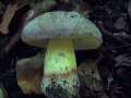 Butyriboletus fechtneri - Silber Rhrling - Weferlingen