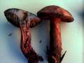 Neoboletus erythropus - Flockenstieliger Hexen Rhrling - Weferlingen