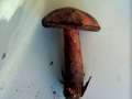 Neoboletus erythropus - Flockenstieliger Hexen Rhrling - Weferlingen