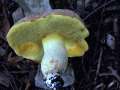 Hemileccinum depilatum - Gefleckthtiger Rhrling - Weferlingen