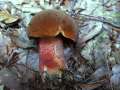 Neoboletus erythropus - Flockenstieliger Hexen -Rhrling - Weferlingen