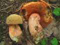 Boletus mendax - Trgerischer Hexenrhrling - Weferlingen