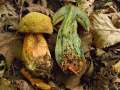 Boletus mendax - Trgerischer Hexenrhrling - Weferlingen