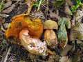 Boletus mendax - Trgerischer Hexenrhrling - Weferlingen