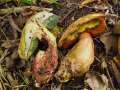 Boletus mendax - Trgerischer Hexenrhrling - Weferlingen