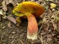 Boletus mendax - Trgerischer Hexenrhrling - Weferlingen