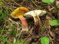 Boletus mendax - Trgerischer Hexenrhrling - Weferlingen