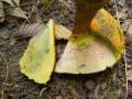 Boletus mendax - Trgerischer Hexenrhrling - Weferlingen