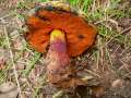 Suillellus luridus - Netzstieliger Hexen-Rhrling - Weferlingen