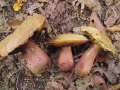 Boletus mendax - Trgerischer Hexenrhrling - Weferlingen