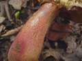 Boletus mendax - Trgerischer Hexenrhrling - Weferlingen