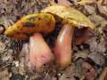 Boletus mendax - Trgerischer Hexenrhrling - Weferlingen