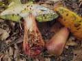 Boletus mendax - Trgerischer Hexenrhrling - Weferlingen