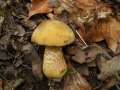 Suillellus luridus - Netzstieliger Hexen-Rhrling - Weferlingen
