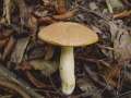 Hemileccinum depilatum - Gefleckthtiger  Rhrling - Weferlingen