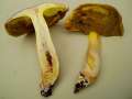 Hemileccinum depilatum - Gefleckthtiger  Rhrling - Weferlingen