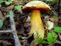 Suillellus luridus - Netzstieliger Hexen-Rhrling - Weferlingen