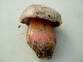 Rubroboletus&nbsp;satanas&nbsp;-&nbsp;Satansr�hrling&nbsp;-&nbsp;Weferlingen