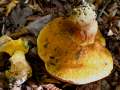 Butyriboletus&nbsp;fechtneri&nbsp;-&nbsp;Silber-R�hrling&nbsp;-&nbsp;Weferlingen