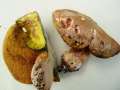 Butyriboletus&nbsp;fechtneri&nbsp;-&nbsp;Silber-R�hrling&nbsp;-&nbsp;Weferlingen