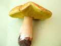 Boletus edulis - Fichten-Steinpilz - Weferlingen