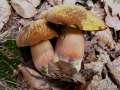 Neoboletus erythropus - Flockenstieliger Hexenrhrling - Weferlingen
