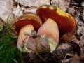 Neoboletus erythropus - Flockenstieliger Hexenrhrling - Weferlingen