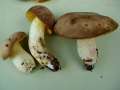 Hemileccinum depilatum - Gefleckthtiger Rhrling - Weferlingen