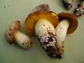 Hemileccinum depilatum - Gefleckthtiger Rhrling - Weferlingen