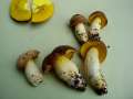 Hemileccinum depilatum - Gefleckthtiger Rhrling - Weferlingen