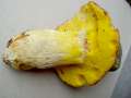 Hemileccinum impolitum - Fahler Rhrling - Weferlingen