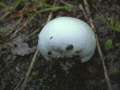 Bleigrauer Bovist