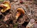 Buchwaldoboletus lignicola - Nadelholz-Rhrling - Hrsingen