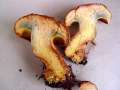Buchwaldoboletus lignicola - Nadelholz-Rhrling - Hrsingen