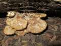 Buglossoporus quercinus - Eichen-Zungenporling - Bischofswald