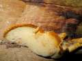 Buglossoporus quercinus - Eichen-Zungenporling - Bischofswald