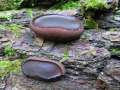 Bulgaria inquinans - Schmutzbecherling - Hdingen