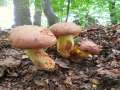 Butyriboletus&nbsp;appendicularis&nbsp;-&nbsp;Echter Anh�ngselr�hrling, Gelber Bronzer�hrling&nbsp;-&nbsp;Braunschweig-Weddel