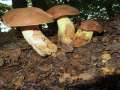 Butyriboletus&nbsp;appendicularis&nbsp;-&nbsp;Echter Anh�ngselr�hrling, Gelber Bronzer�hrling&nbsp;-&nbsp;Braunschweig-Weddel