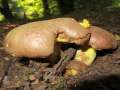 Butyriboletus appendicularis - Gelber Bronzerhrling;Anhngsel Rhrling - Flechtingen