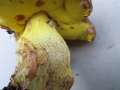 Butyriboletus appendicularis - Gelber Bronzerhrling;Anhngsel Rhrling - Flechtingen