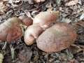 Butyriboletus&nbsp;appendicularis&nbsp;-&nbsp;Anh�ngsel R�hrling,Gelber Bronzer�hrling&nbsp;-&nbsp;Flechtingen