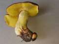 Butyriboletus&nbsp;appendicularis&nbsp;-&nbsp;Anh�ngsel R�hrling,Gelber Bronzer�hrling&nbsp;-&nbsp;Flechtingen