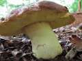Butyriboletus&nbsp;appendicularis&nbsp;-&nbsp;Anh�ngsel R�hrling,Gelber Bronzer�hrling&nbsp;-&nbsp;Flechtingen