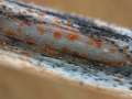 Calloria neglecta - Orangefarbiges Brennessel Becherling - Hdingen