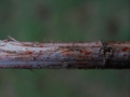 Calloria neglecta - Orange Brennesselbecherling - Weferlingen-Walbeck