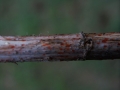 Calloria neglecta - Orange Brennesselbecherling - Weferlingen-Walbeck