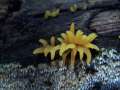 Calocera cornea - Pfriemfrmige Hrnling - Hdingen